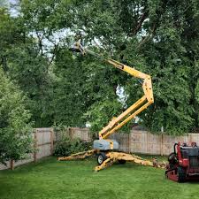 How Our Tree Care Process Works  in Roselle, NJ